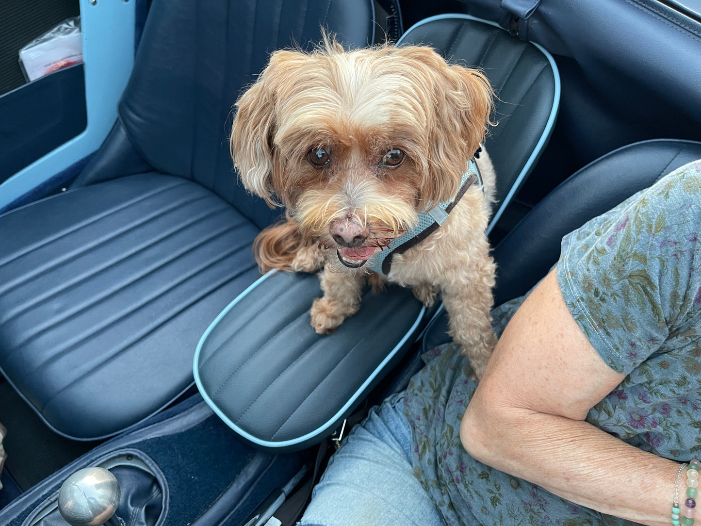 Bugeye Sprite Dog Seat (based on the original child seat)