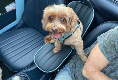 Bugeye Sprite Dog Seat (based on the original child seat)